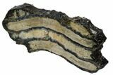 Mammoth Molar Slice With Case - South Carolina #106427-2